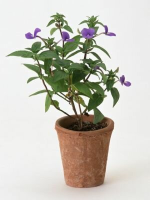 鉢植え