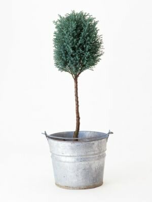 スタンダード仕立てイメージ