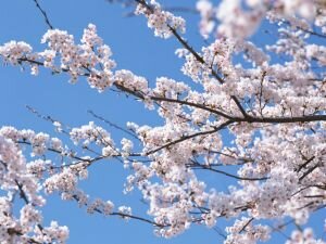 ソメイヨシノ