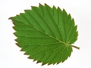 鋸歯のある葉