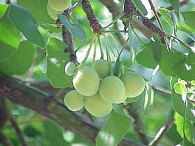 イチョウ雌花(ギンナン)