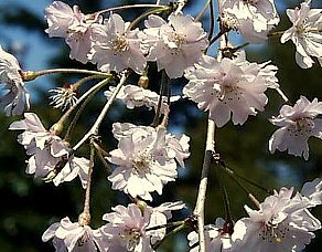 シダレザクラの花柄